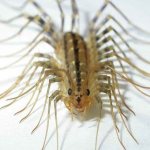 Centipede in the apartment: signs associated with the insect