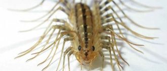 Centipede in the apartment: signs associated with the insect