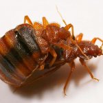 Mating of bedbugs through traumatic means - photo