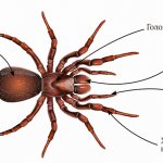 Spider body structure, appearance with description