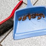 cockroaches on a scoop