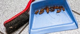 cockroaches on a scoop