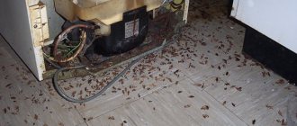 Тараканы в доме