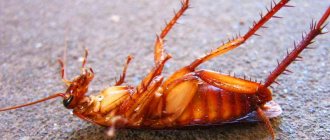 Cockroaches