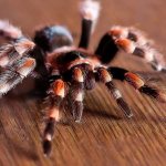 tarantula