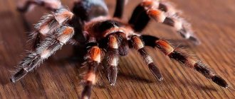 tarantula