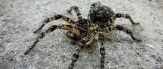 Tarantula