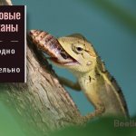 Террариум для тараканов купить - insecta