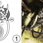 Типы ротовых аппаратов насекомых - Сосущий ротовой аппарат