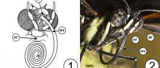 Types of insect mouthparts - Sucking mouthparts