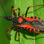 Triatomine bug - exotic insect