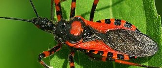 Triatomine bug - exotic insect