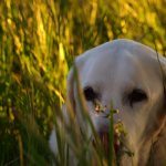 tick bite in dogs