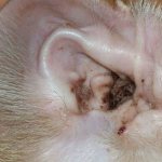 Ear mites in cats: how to recognize and what medications to treat