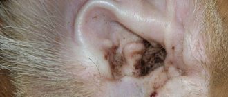 Ear mites in cats: how to recognize and what medications to treat