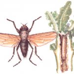 spring cabbage fly