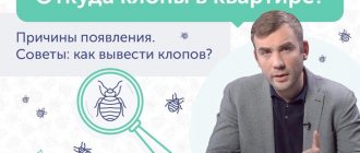 video about the causes of bedbugs