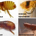 Types of fleas