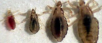 types of lice