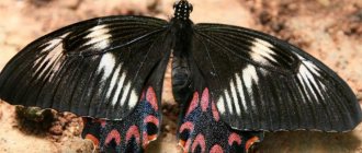 Types of poisonous butterflies