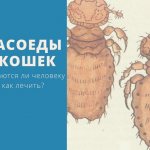 Власоеды у кошек: Опасны ли для детей, как лечить