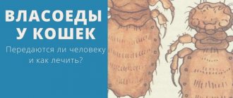 Власоеды у кошек: Опасны ли для детей, как лечить