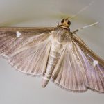 Appearance of a moth