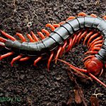 Appearance of scolopendra