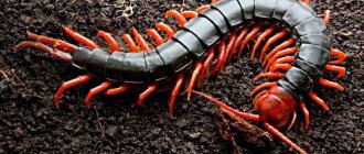 Appearance of scolopendra