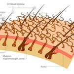 волосяной покров