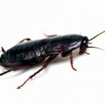 This is what a black cockroach looks like