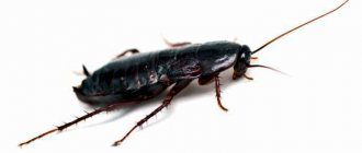 This is what a black cockroach looks like