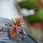 enemies of bedbugs are insects and animals