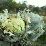 Cabbage pests and their control: folk remedies, methods, photos