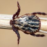 Let&#39;s find out what the meadow tick is and whether it is dangerous for humans...