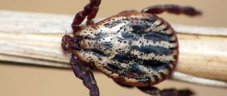 Let&#39;s find out what the meadow tick is and whether it is dangerous for humans...