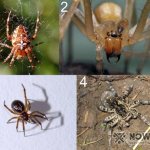 Poisonous spiders of Russia