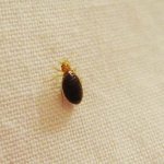 Yurax (Yurax 25) for bedbugs: instructions for use, reviews