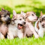 Protecting Dogs from Fleas and Ticks