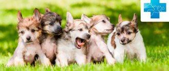 Protecting Dogs from Fleas and Ticks