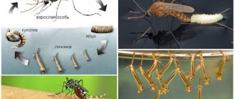 Life cycle of a mosquito