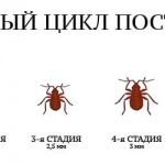 bed bug life cycle