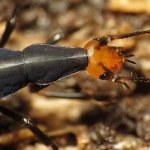 Bombardier beetle-Description-features-species-lifestyle-and-habitat-of-insect-5