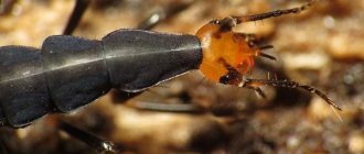 Bombardier beetle-Description-features-species-lifestyle-and-habitat-of-insect-5