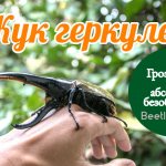 Жук геркулес