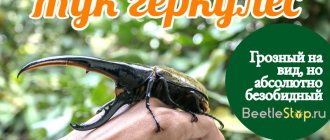 Hercules beetle