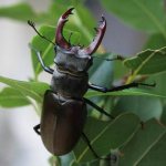 Stag-beetle-insect-Description-features-species-behavior-and-habitat-of-stag-beetle-1