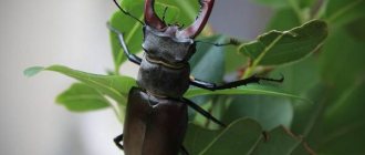 Stag-beetle-insect-Description-features-species-behavior-and-habitat-of-stag-beetle-1