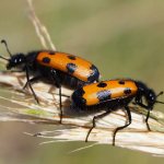 blister beetles