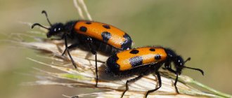 blister beetles